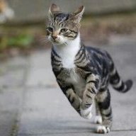 DashCat