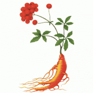 leginseng