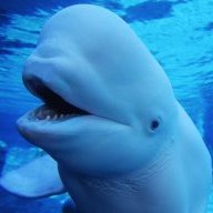 BlueBeluga