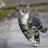 DashCat