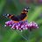 ButterflyFly